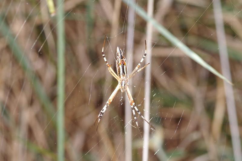 Argiope_syrmatica_D3516_Z_87_Karinji NP_Australie.jpg